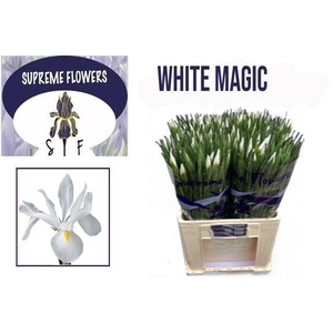IRIS WHITE MAGIC