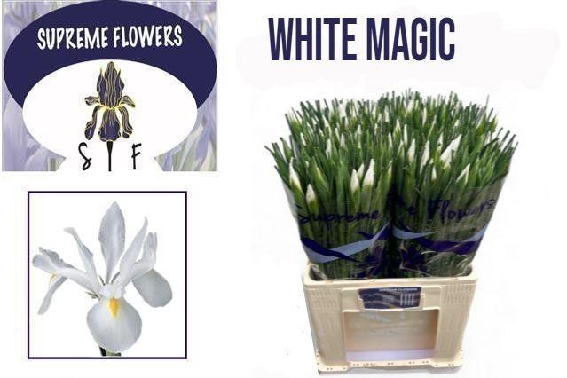 <h4>IRIS WHITE MAGIC</h4>