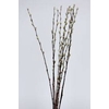 Pussy Willow 60cm Natural