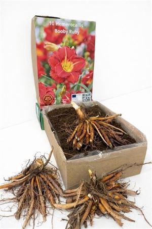 <h4>arr8 Bolbloemen Hermerocallis</h4>