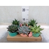 Arr.   Planten L%