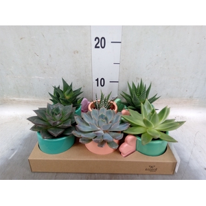 Arr.   Planten L%