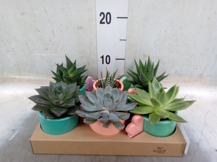 <h4>Arr.   Planten L%</h4>