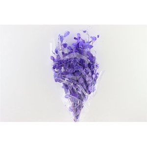 Dried Lunaria Milka Poly