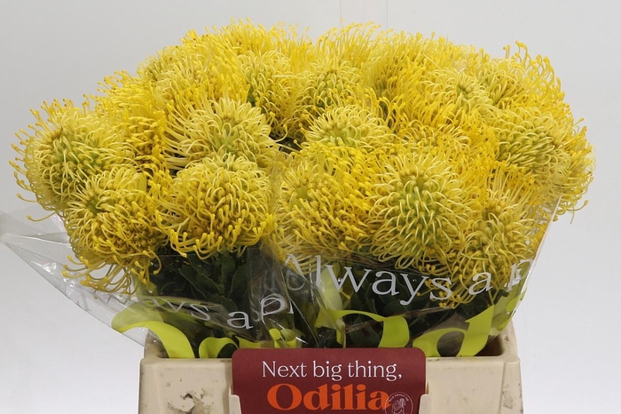 <h4>Nutans High Gold</h4>