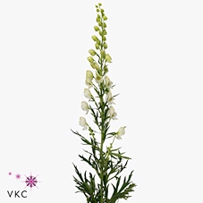 Aconitum white