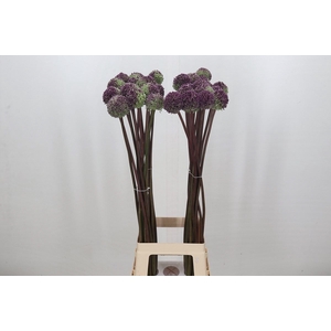Allium  'Summer Drummer'