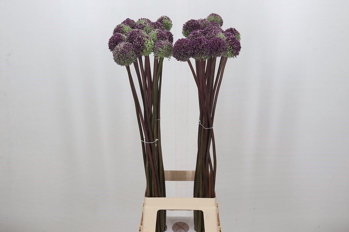 Allium  'Summer Drummer'