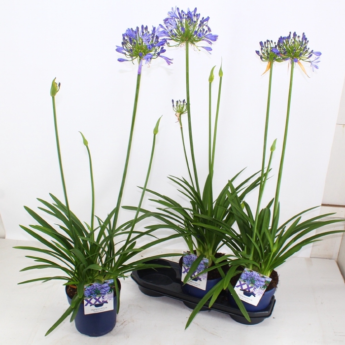 <h4>AGAPA EYDORI BLUE</h4>