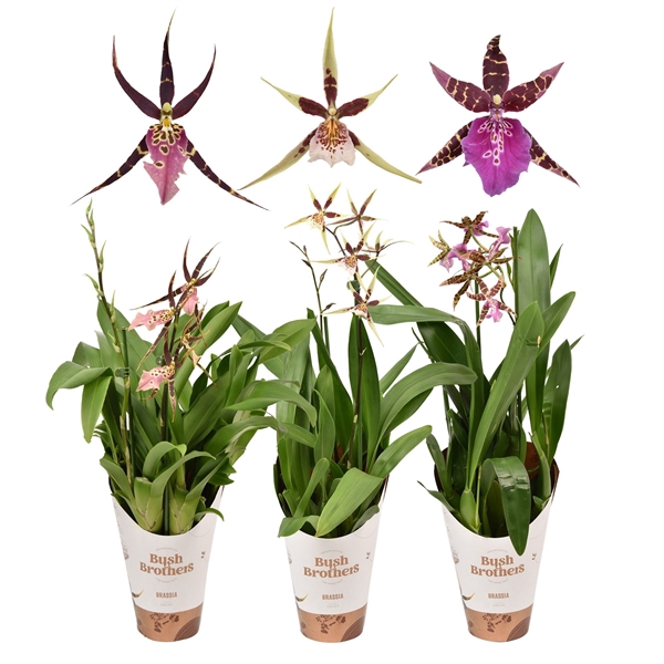 <h4>Brassia Shelob Tolkien mix 2 tak kort 12 cm</h4>