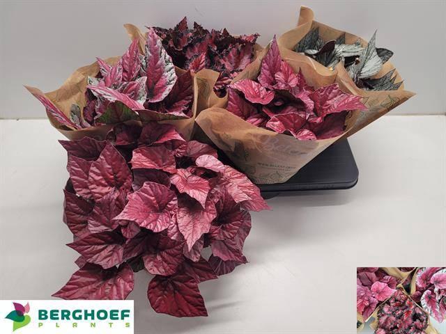 <h4>BEG BEL GEM</h4>