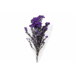 Dried Ozothamnus Lilac Bunch Slv