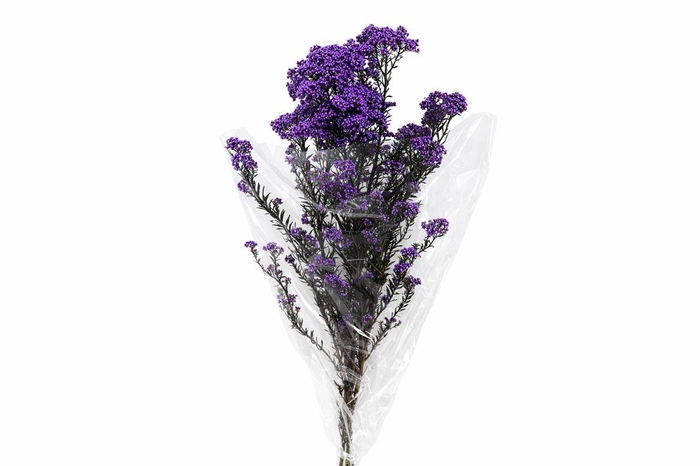 <h4>Dried Ozothamnus Lilac Bunch Slv</h4>