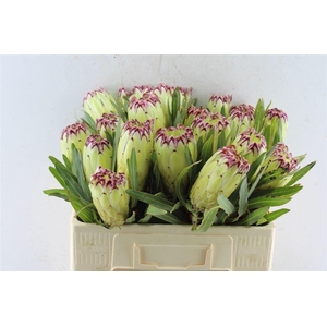 PROTEA N LIMELIGHT