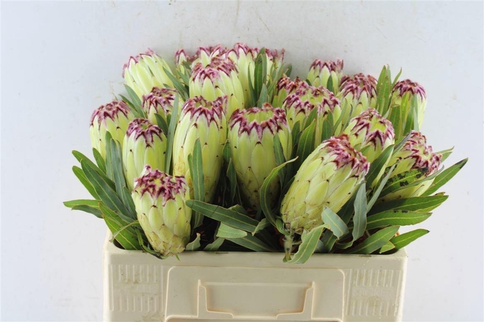 <h4>PROTEA N LIMELIGHT</h4>