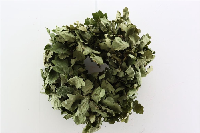 Wr Oak Mini 30cm Natural Green