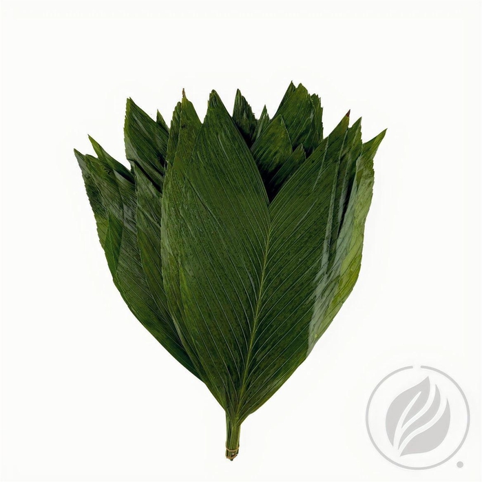 <h4>Cocos Xl</h4>