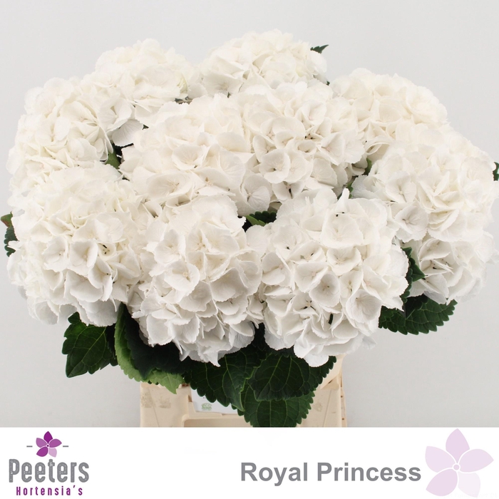 <h4>HYDR M ROYAL PRINCES</h4>