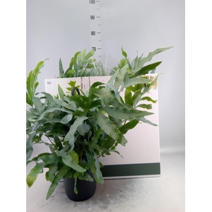 Phlebodium aureum 'Blue Star'