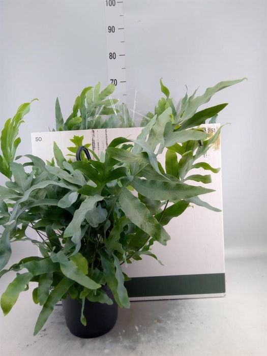<h4>Phlebodium aureum 'Blue Star'</h4>
