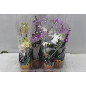 PHALAENOPSIS MINI P09 2 HT