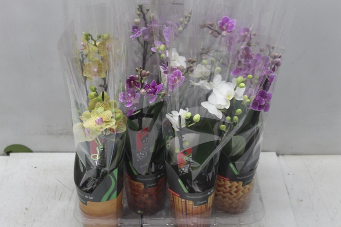 <h4>PHALAENOPSIS MINI P09 2 HT</h4>