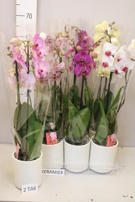 <h4>ARR PHAL MT</h4>