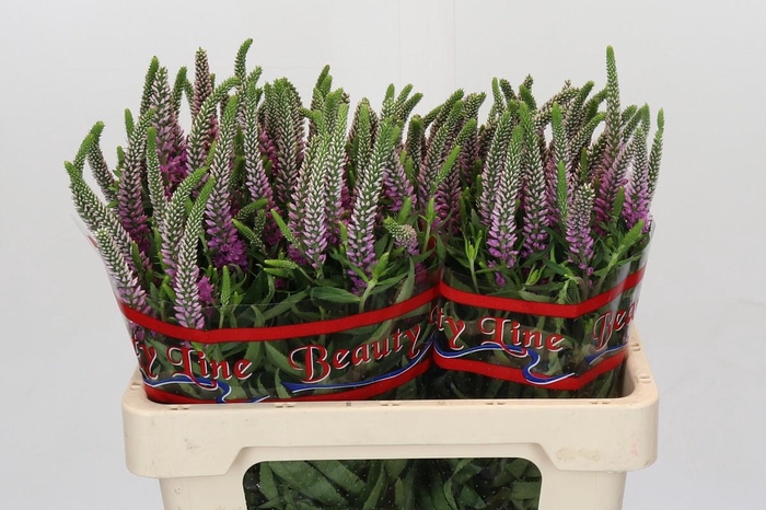 <h4>Veronica Skyler Pink</h4>