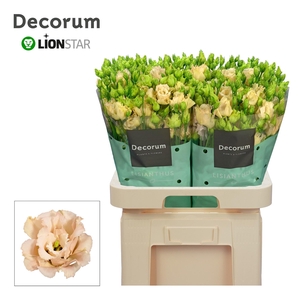 EUS G ALISSA L APRIC