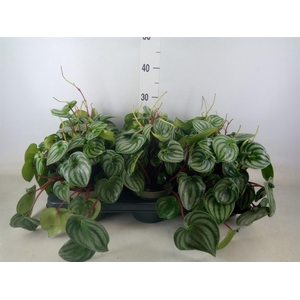 Peperomia