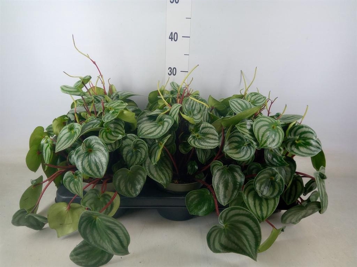 <h4>Peperomia</h4>