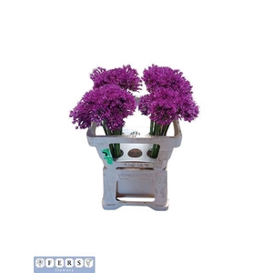 Allium Purple Sens