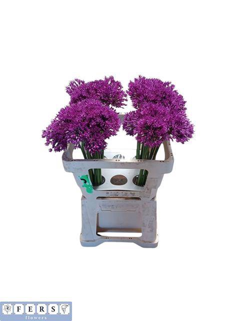 <h4>Allium Purple Sens</h4>