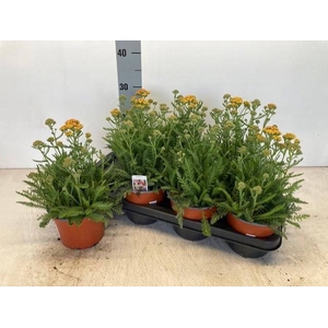 Achi Millefolium
