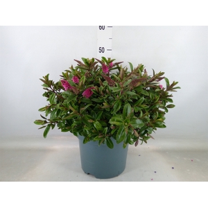 Hebe  'Hebedonna Elsa'