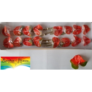 ANTH A FAMOUS ORANGE