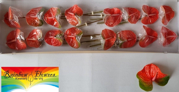 <h4>ANTH A FAMOUS ORANGE</h4>