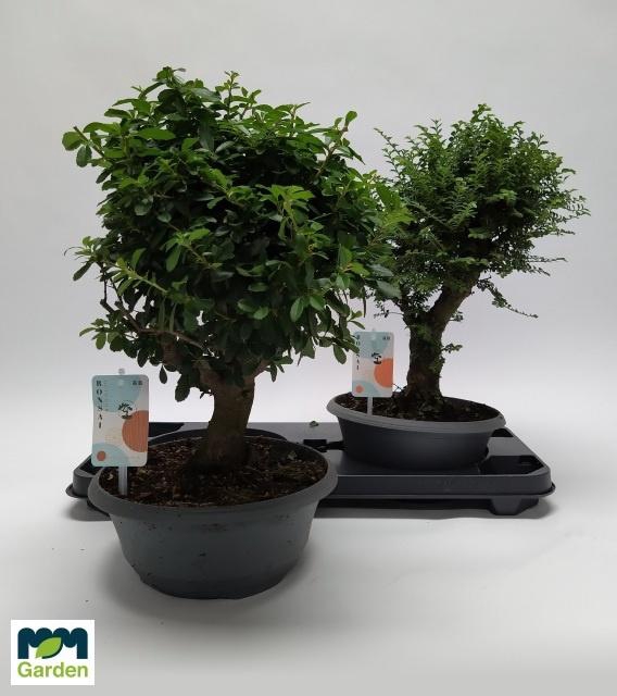 <h4>BONSAI GEM</h4>