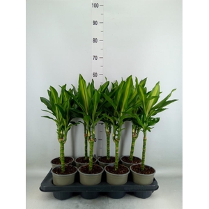Dracaena frag. 'Cintho'