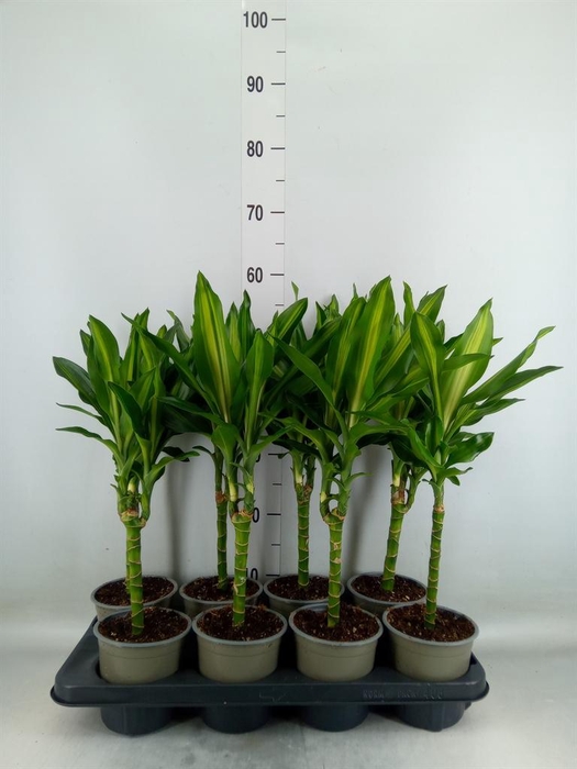 <h4>Dracaena frag. 'Cintho'</h4>