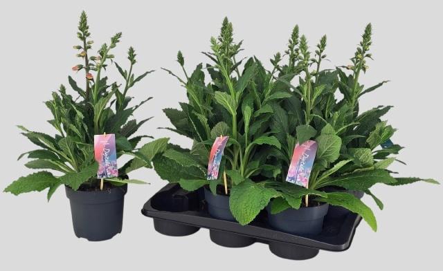 <h4>DIGI PANTHER</h4>