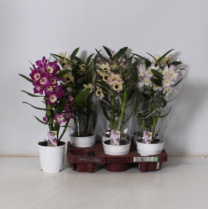 <h4>DEND NOBILE</h4>