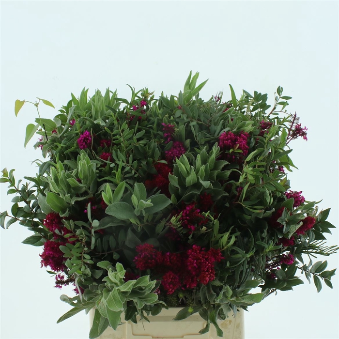 <h4>Bouquet De Provence Extra</h4>