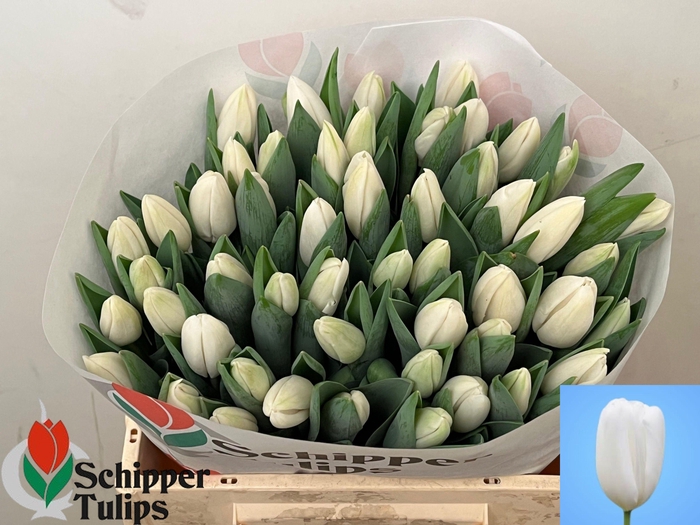 <h4>TU EN SNOWBOARD</h4>