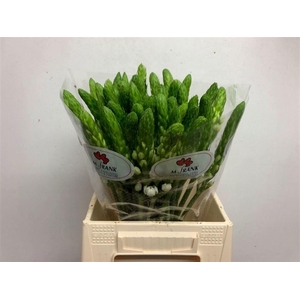 ORNIT THY WHITE STAR