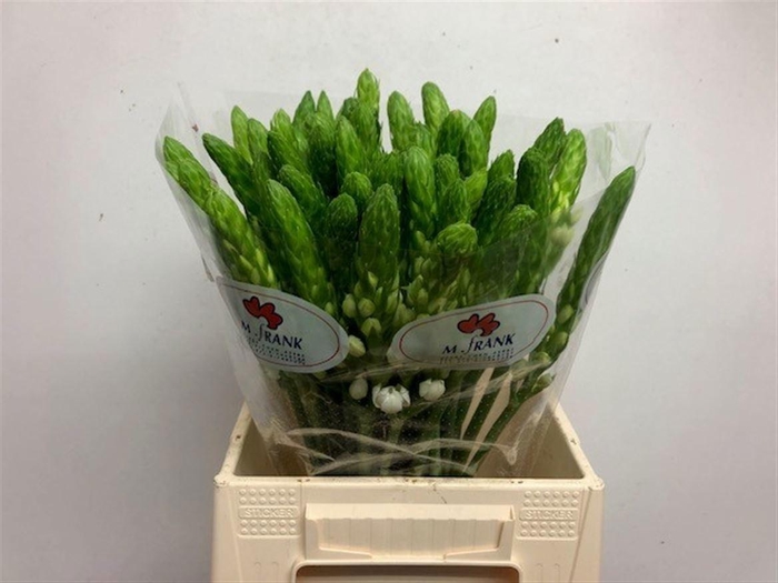 <h4>ORNIT THY WHITE STAR</h4>