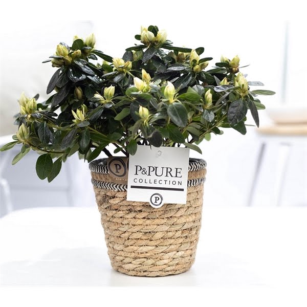 <h4>1st class Azalea white in P&PURE Basket 6</h4>