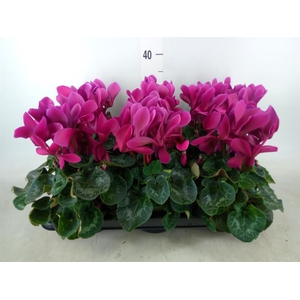 Cyclamen GR 'Leopardo'