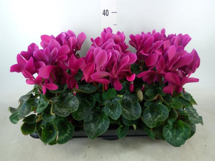<h4>Cyclamen GR 'Leopardo'</h4>