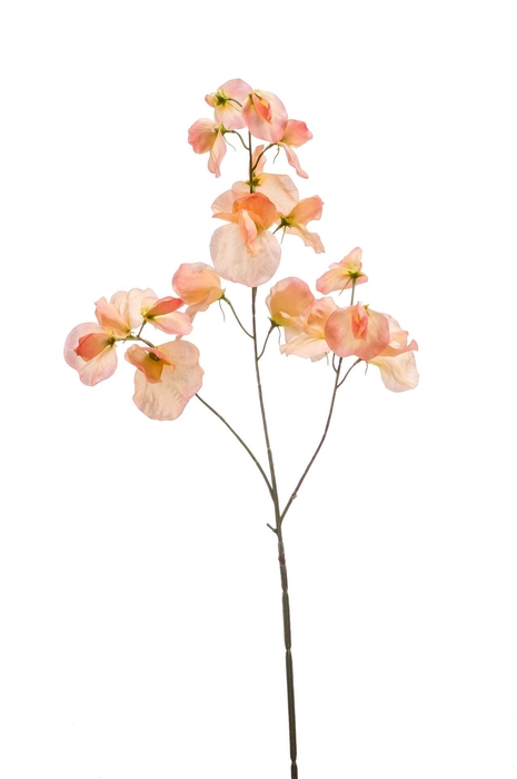 <h4>Lathyrus spray peach 75cm</h4>